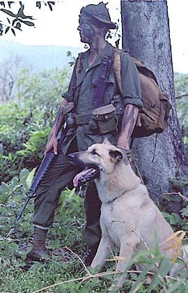 dogs and military vietnam war dog
